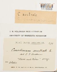 Conostomum pentastichum image