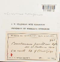 Conostomum tetragonum image