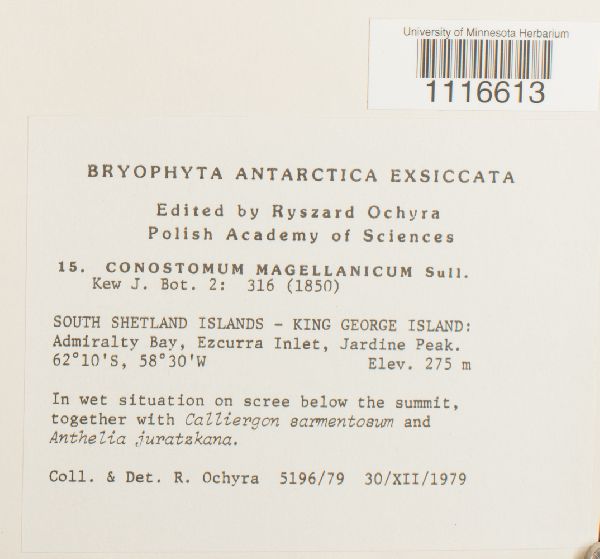 Conostomum magellanicum image