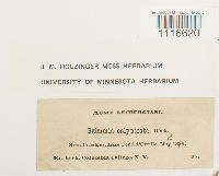 Coscinodon calyptratus image