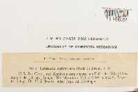 Coscinodon calyptratus image