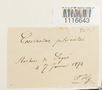 Coscinodon cribrosus image