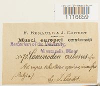 Coscinodon cribrosus image