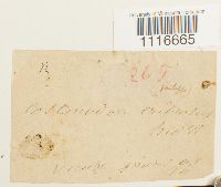 Coscinodon cribrosus image