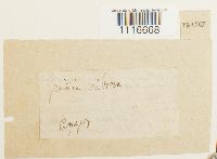 Coscinodon cribrosus image