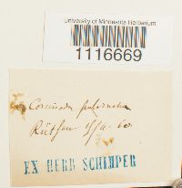 Coscinodon cribrosus image