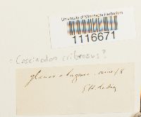 Coscinodon cribrosus image