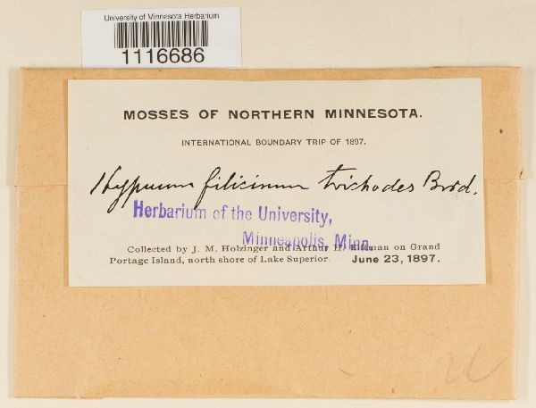 Cratoneuron filicinum var. trichodes image