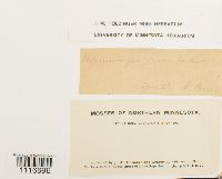 Cratoneuron filicinum var. trichodes image