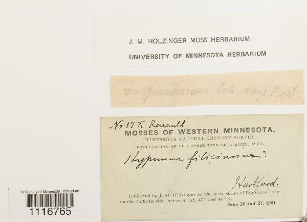 Cratoneuron filicinum var. gracilescens image