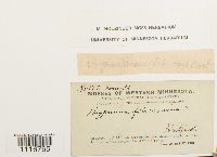 Media resource of Cratoneuron filicinum