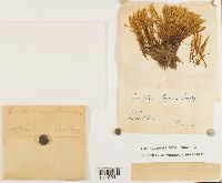 Cinclidium stygium image