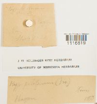 Cirriphyllum piliferum image