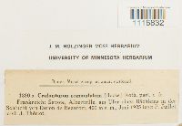 Palustriella commutata image