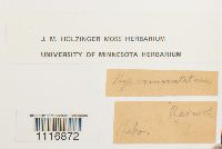 thumbnail image of current specimen