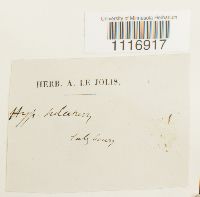 thumbnail image of current specimen