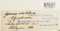 thumbnail image of current specimen