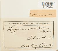 thumbnail image of current specimen