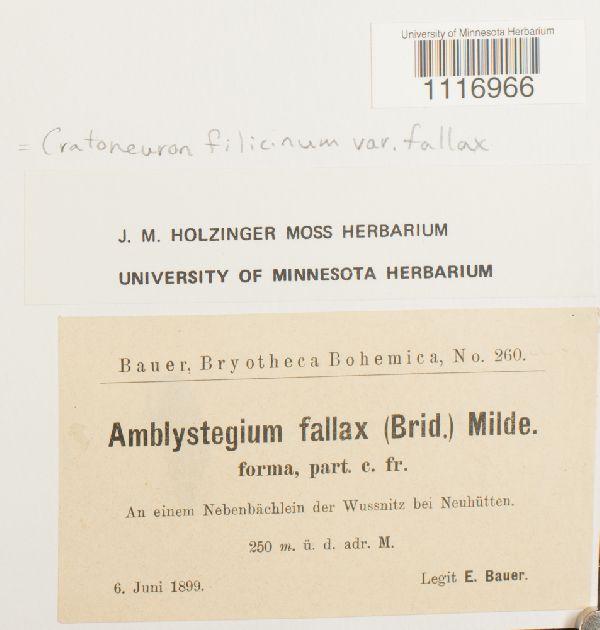 Cratoneuron filicinum var. fallax image