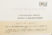 Cratoneuron filicinum var. gracilescens image