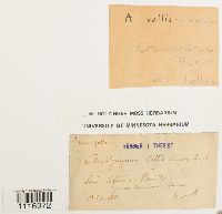 Cratoneuron filicinum var. fallax image