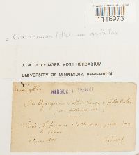 Cratoneuron filicinum var. fallax image