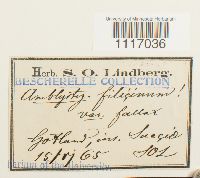 Cratoneuron filicinum var. fallax image