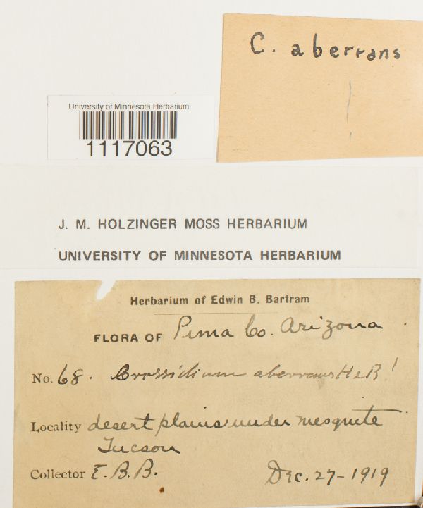 Crossidium aberrans image