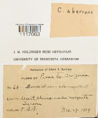 Image of Crossidium aberrans