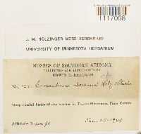 Crossidium aberrans image