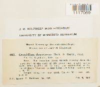 Image of Crossidium crassinerve