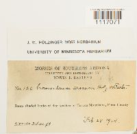 Crossidium crassinerve image