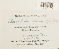 thumbnail image of current specimen