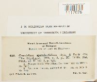 Crossidium aberrans image