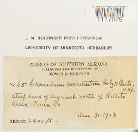 Crossidium squamiferum var. squamiferum image