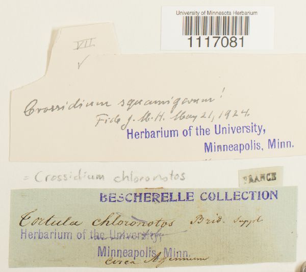 Crossidium squamiferum var. squamiferum image