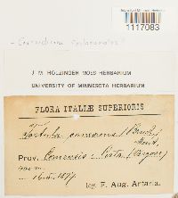 Crossidium squamiferum var. squamiferum image