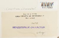 Crossidium squamiferum var. squamiferum image