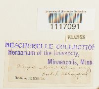 Crossidium squamiferum var. squamiferum image