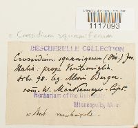 Crossidium squamiferum image