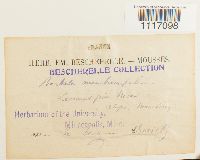 Crossidium squamiferum image