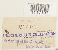 Crossidium squamiferum image