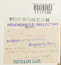 Crossidium squamiferum image