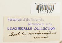 Crossidium squamiferum image