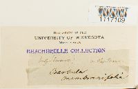 Thumbnail image of current specimen
