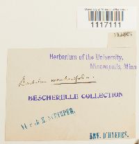 Thumbnail image of current specimen