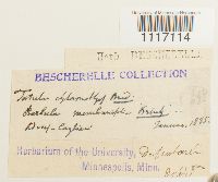 Crossidium squamiferum image