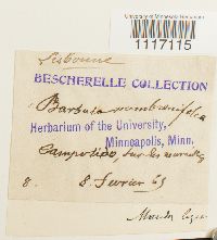 Crossidium squamiferum image