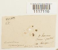 Crossidium squamiferum image