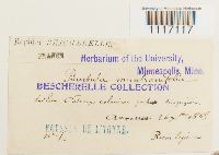 Crossidium squamiferum image